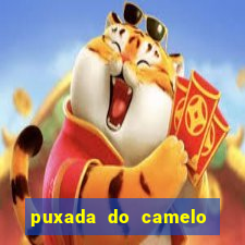 puxada do camelo no jogo do bicho